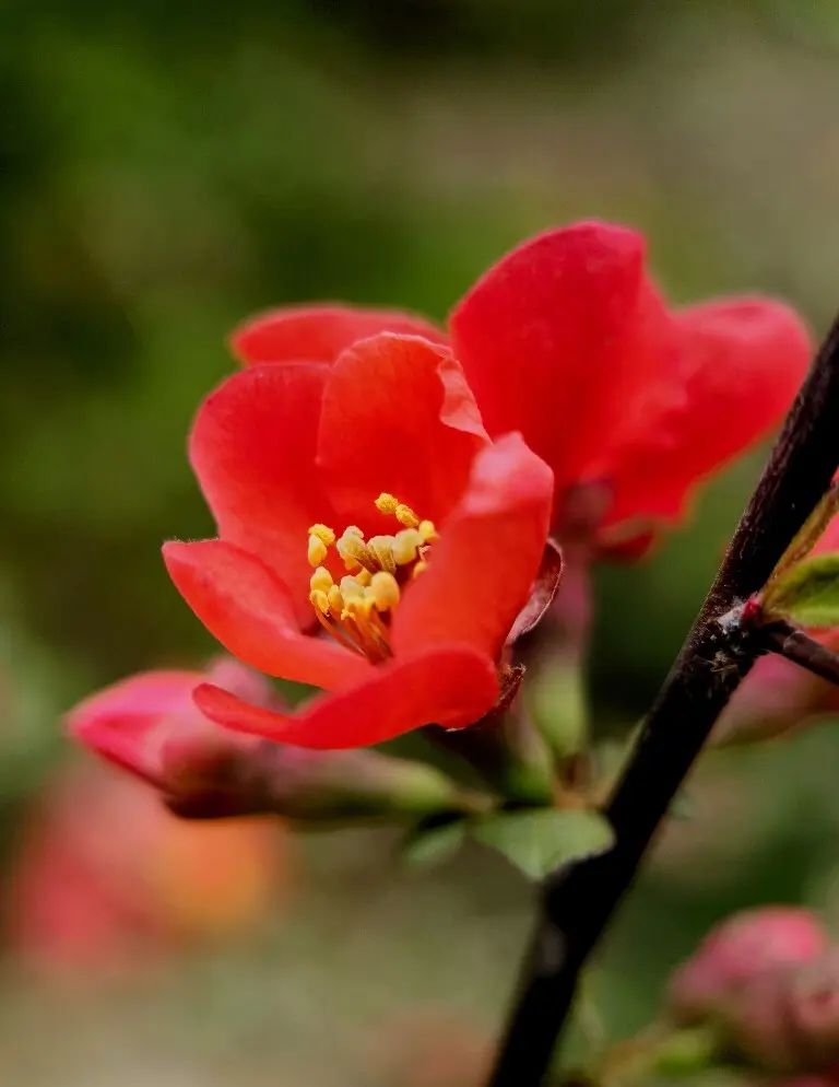 东方书剑的《醉花阴・咏贴梗海棠》