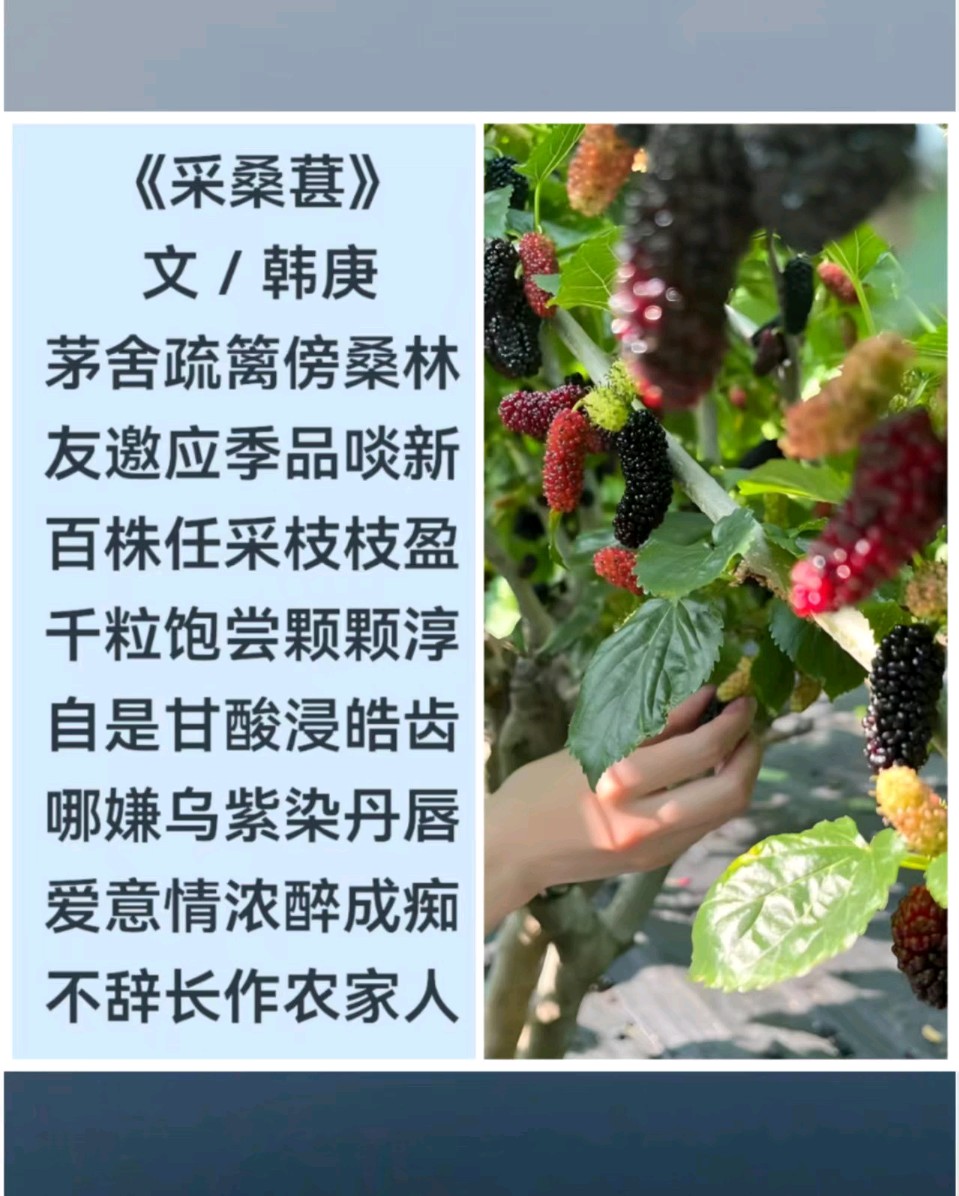 韩庚的《采桑葚》