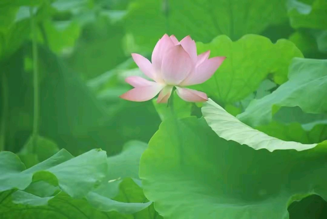 《行香子十二首》作者：龙游天下 [中国现代诗歌文化传媒推荐]（图15）