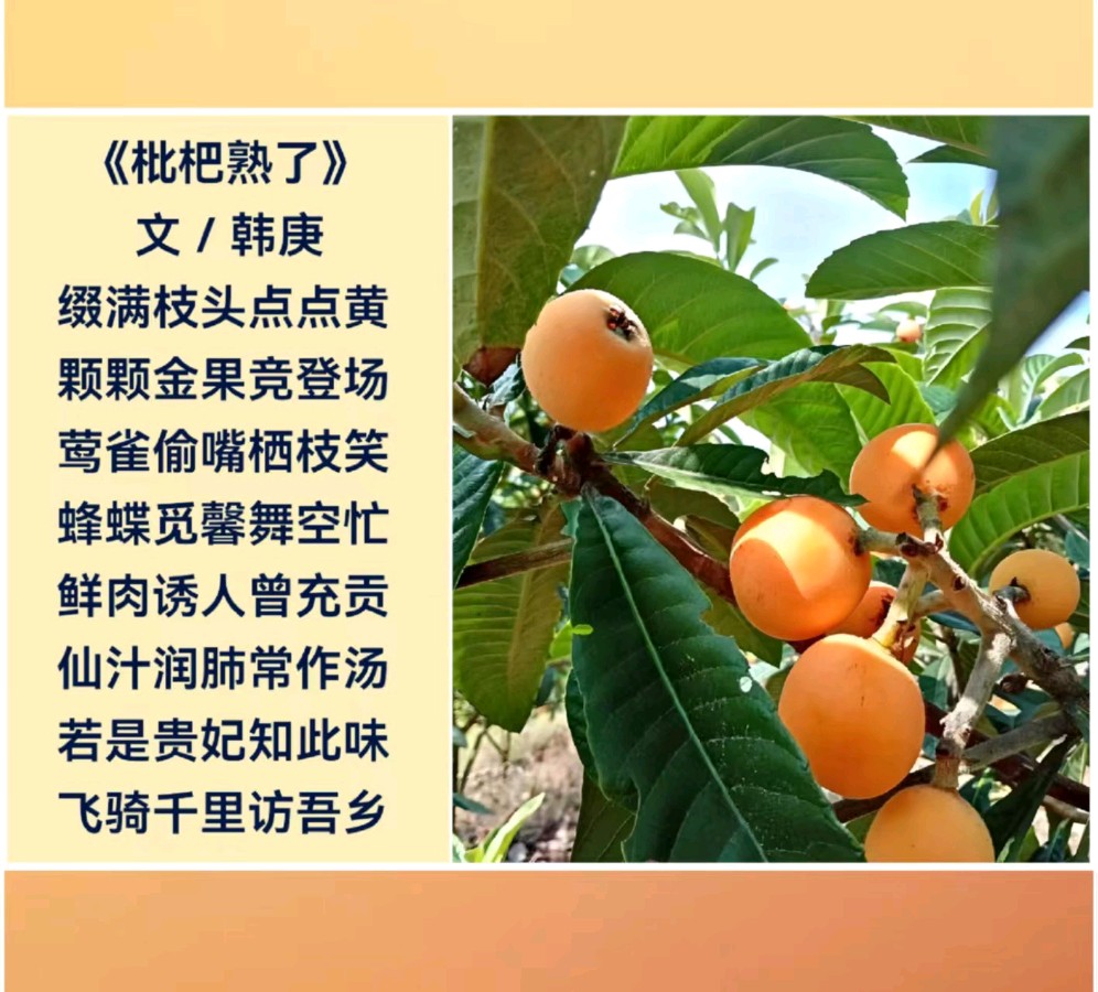 韩庚的《枇杷熟了》