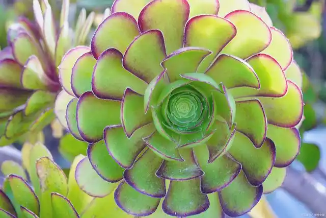 东方书剑的《多肉植物系列组诗之六》