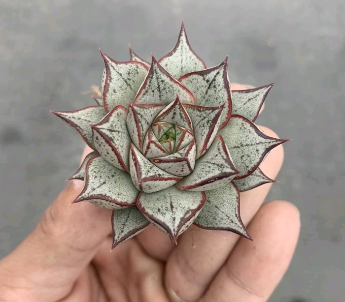 东方书剑的《多肉植物系列组诗之六》（图2）