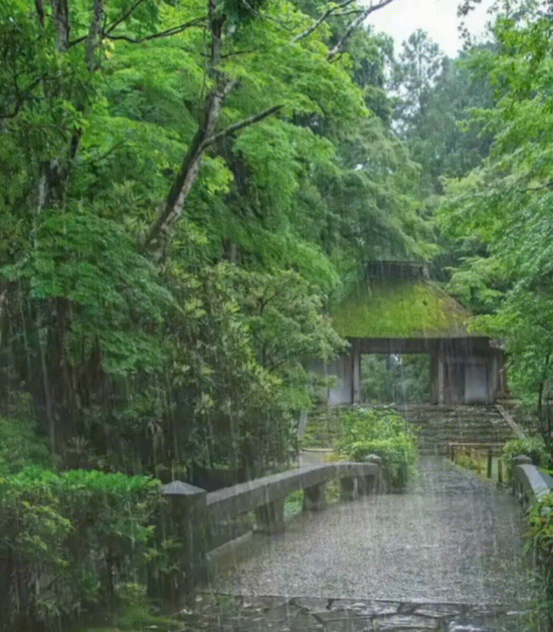 优雅诵读《七律·初夏丝雨吟》作者/周其河 编辑制作/雨杉【花雨馨声】第764期（图3）