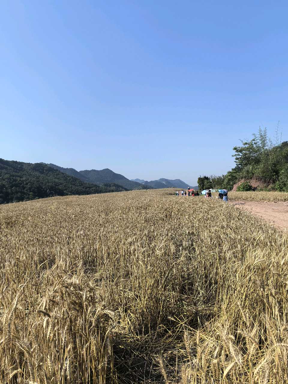 「散文」夏日里的金色诗意（图2）