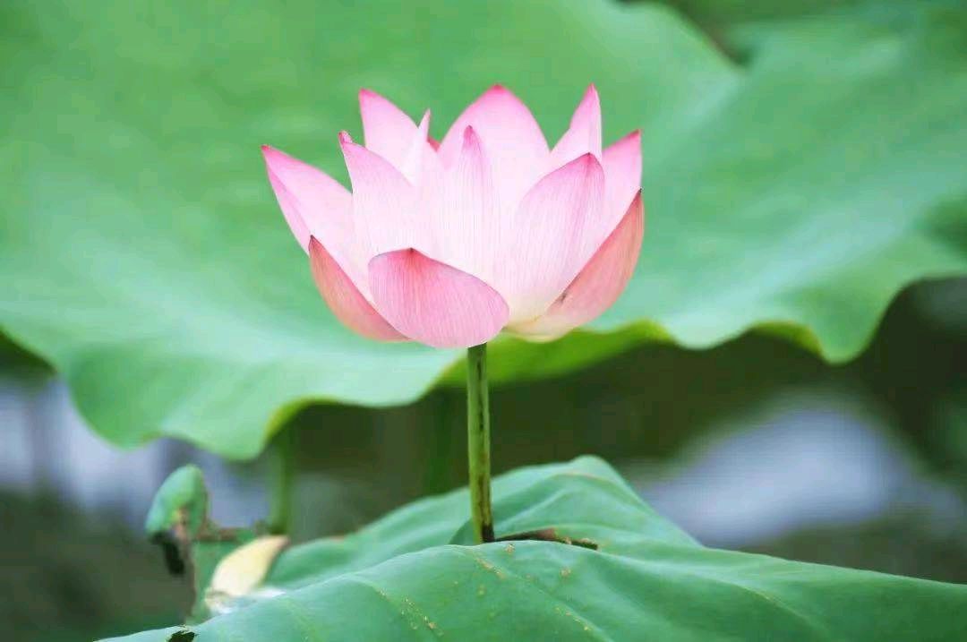 【荣耀中国】七律·咏莲（三首）文/李思義（山东临沂）（图9）