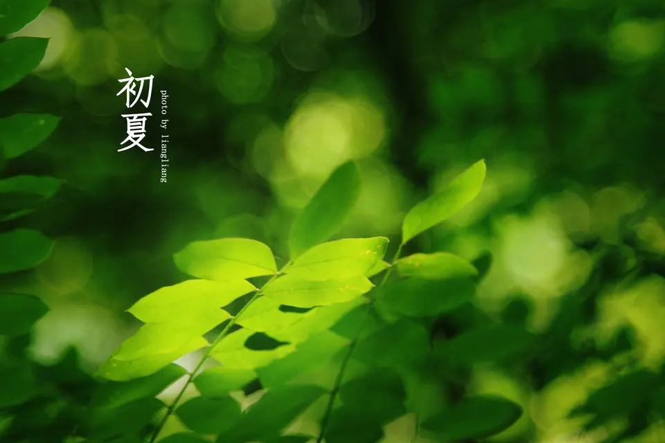 七律·初夏（文/邹晓华）……莲叶之珠文学社