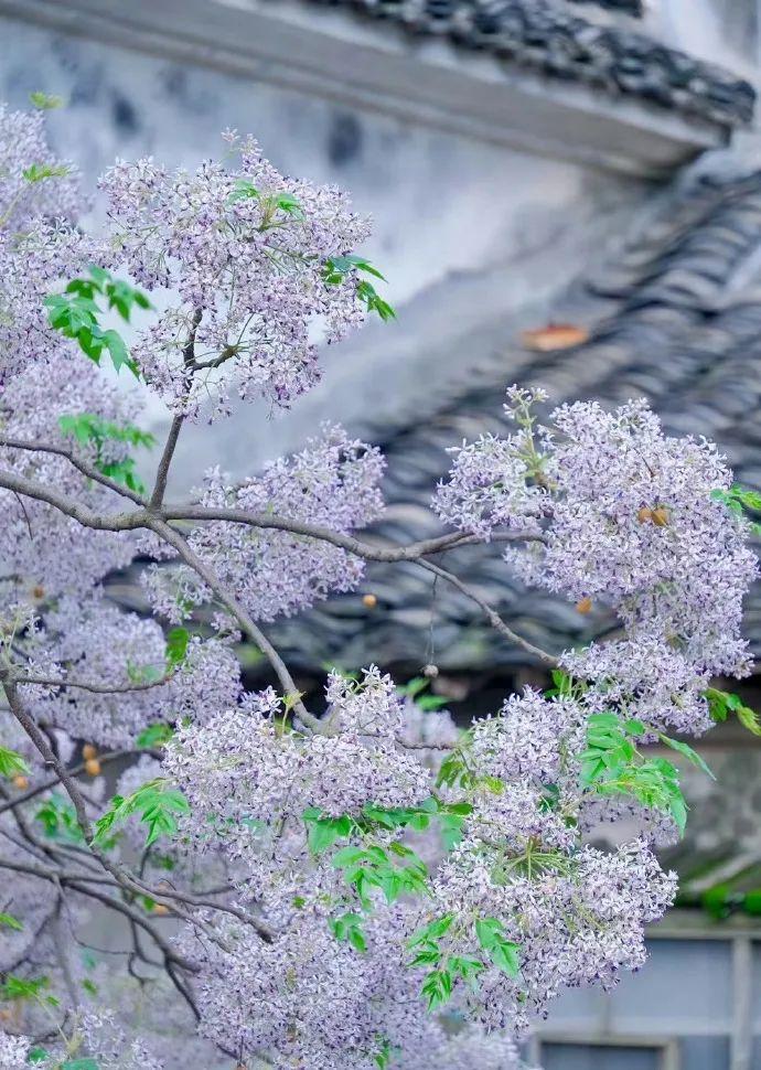 同题诵《苦楝花开》(下) 作者:碑林路人(图11)