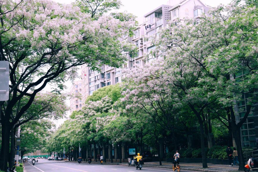 同题诵《苦楝花开》(下) 作者:碑林路人(图9)