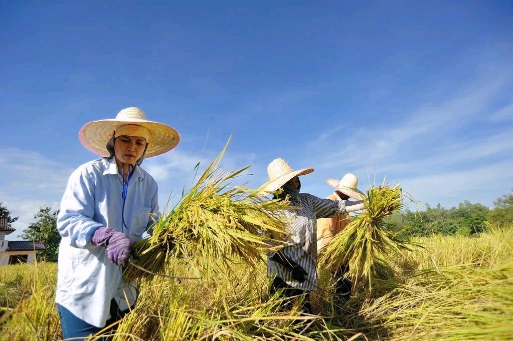 国风吉林社诗人张晓峰（风鸽 重庆）格律诗词2025年第九期【总第十九期】—北京头条（图5）