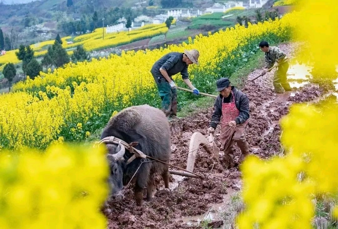 国风吉林社诗人刘祥友（海南）格律诗词2025年第九期【总第二十七期】—北京头条（图3）