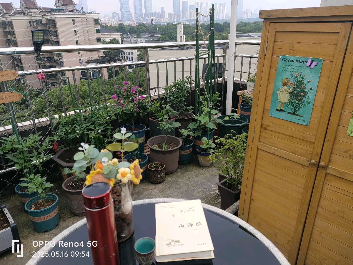 五言诗一首/雨后晨起观园圃花蔬/铁龙原创诗词首发