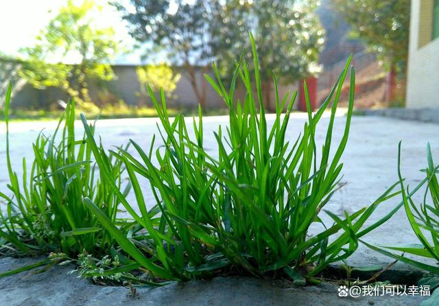 同题诵《春天的交响——小草》 作者：碑林路人（图12）