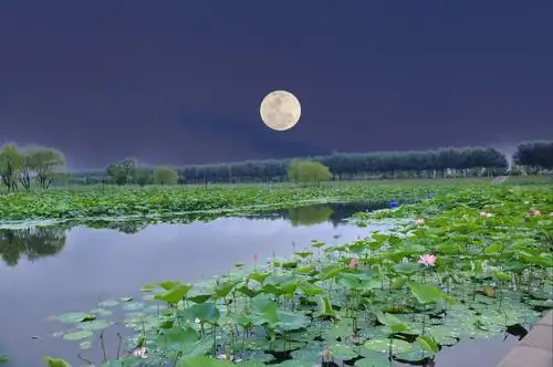 荷塘月夜 作者:张满海（图2）
