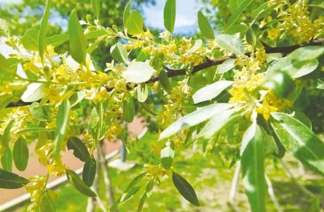 《沙枣花》作者/陈小花 主播/迟正安 主编/胡琴（图5）
