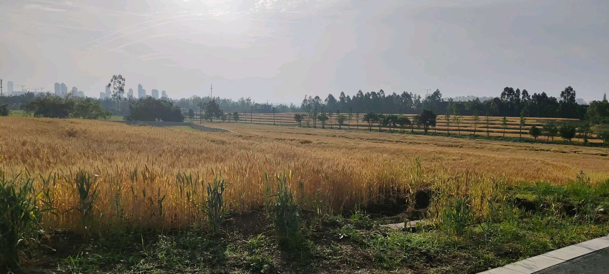 小满吟（外二首）