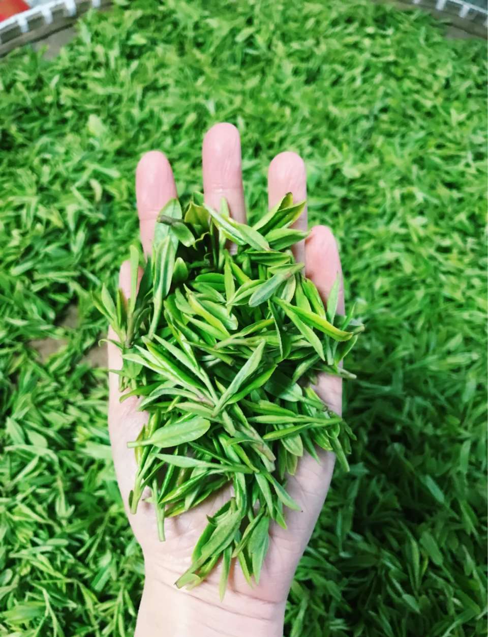 七律-乙巳年520寄怀（外一首）诗◑柳洪（图15）