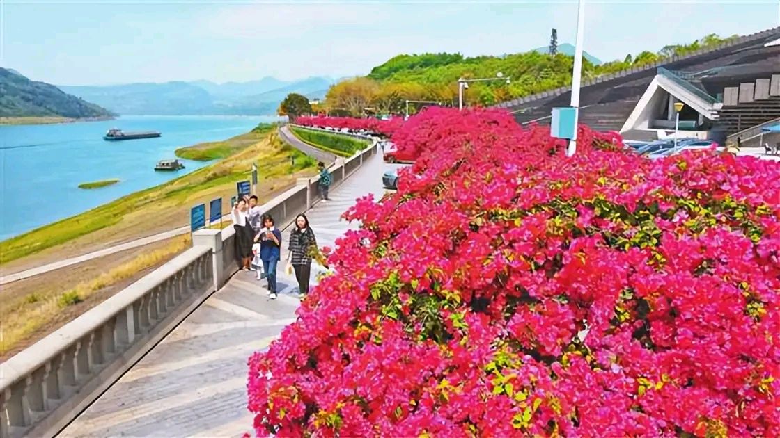 「散文」夏日的三角梅，醉红了重庆城