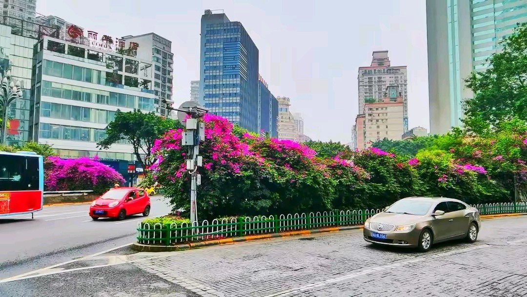 「散文」夏日的三角梅,醉红了重庆城(图3)