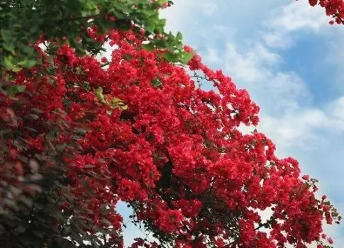 「散文」夏日的三角梅,醉红了重庆城(图6)