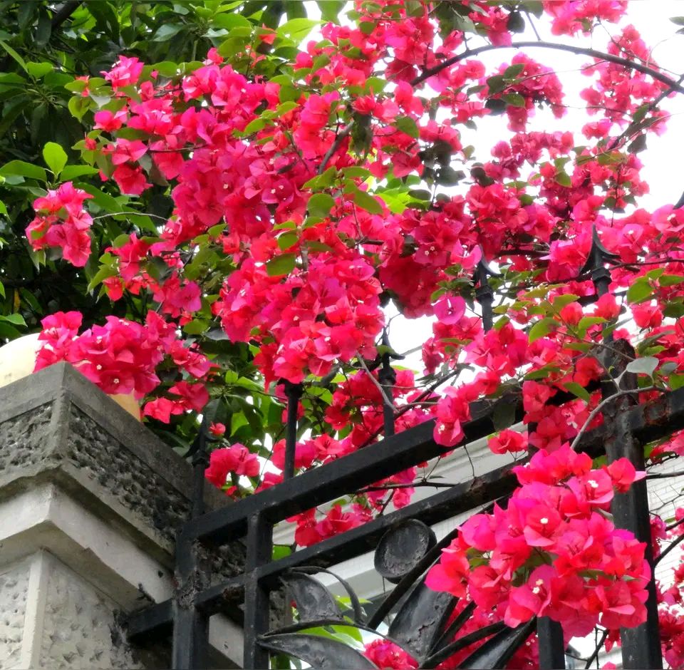 「散文」夏日的三角梅,醉红了重庆城(图4)