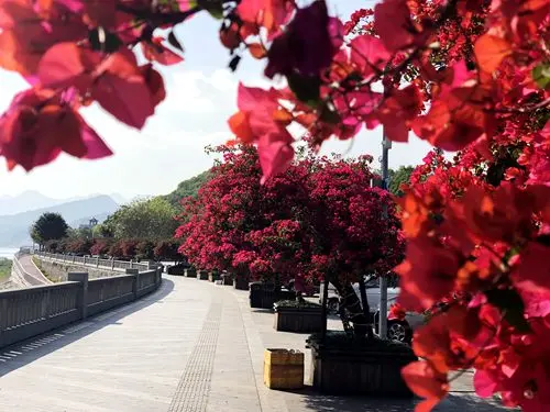 「散文」夏日的三角梅，醉红了重庆城（图9）