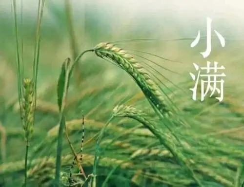 七律·初夏有吟/乙巳小满吟（文/邹晓华）……莲叶之珠文学社（图5）