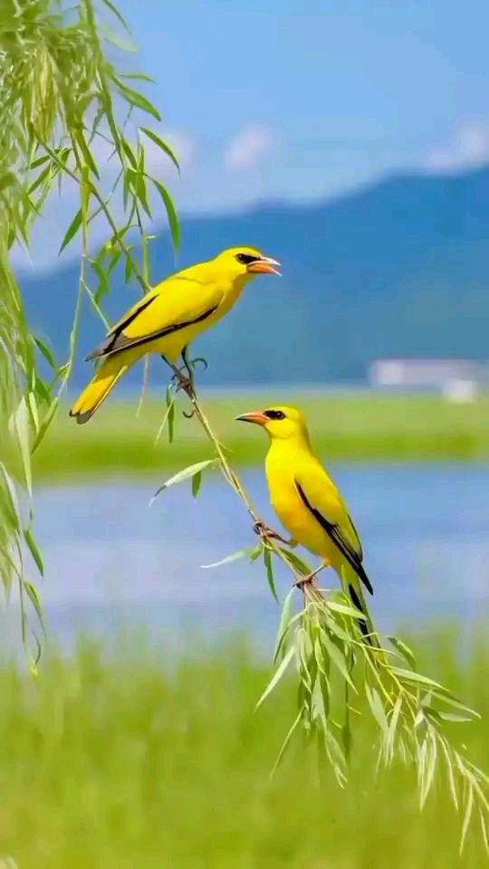 七绝-小满吟～诗◑胡斌（桃花园君）（图11）