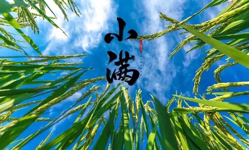 【新诗大观】小满||文/张道发（图2）