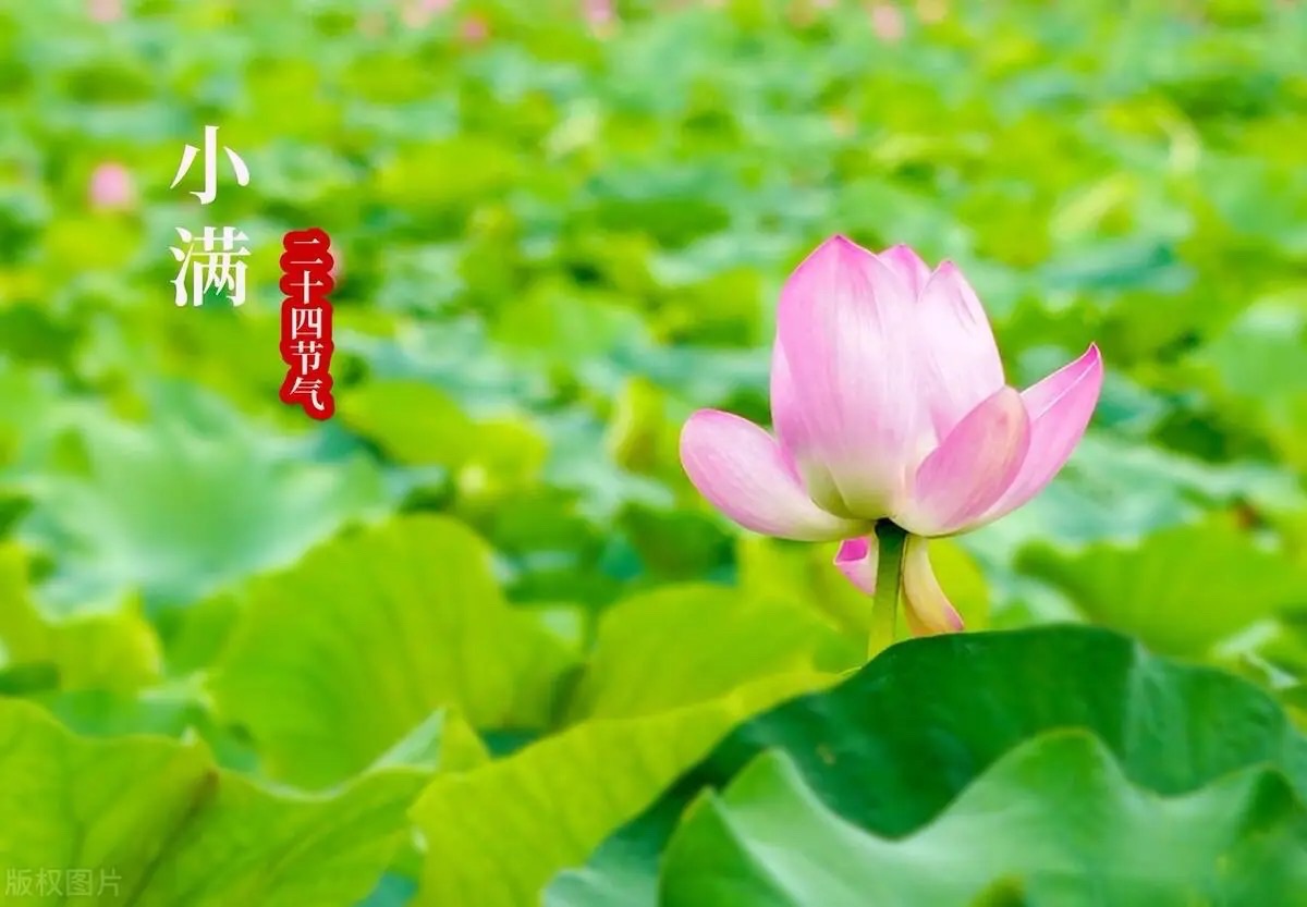 【新诗大观】小满||文/张道发（图4）