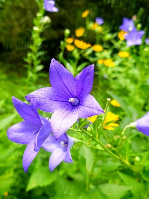 匆忙夏日‖巴彦诗词楹联协会【957】（图3）