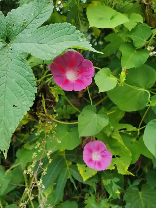 匆忙夏日‖巴彦诗词楹联协会【957】（图2）