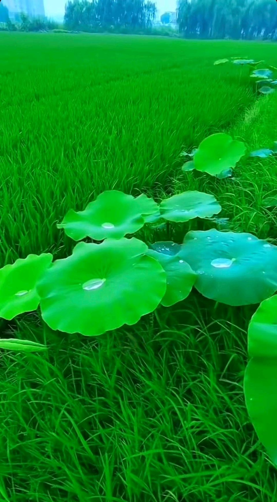小满～诗◑李永康（图14）