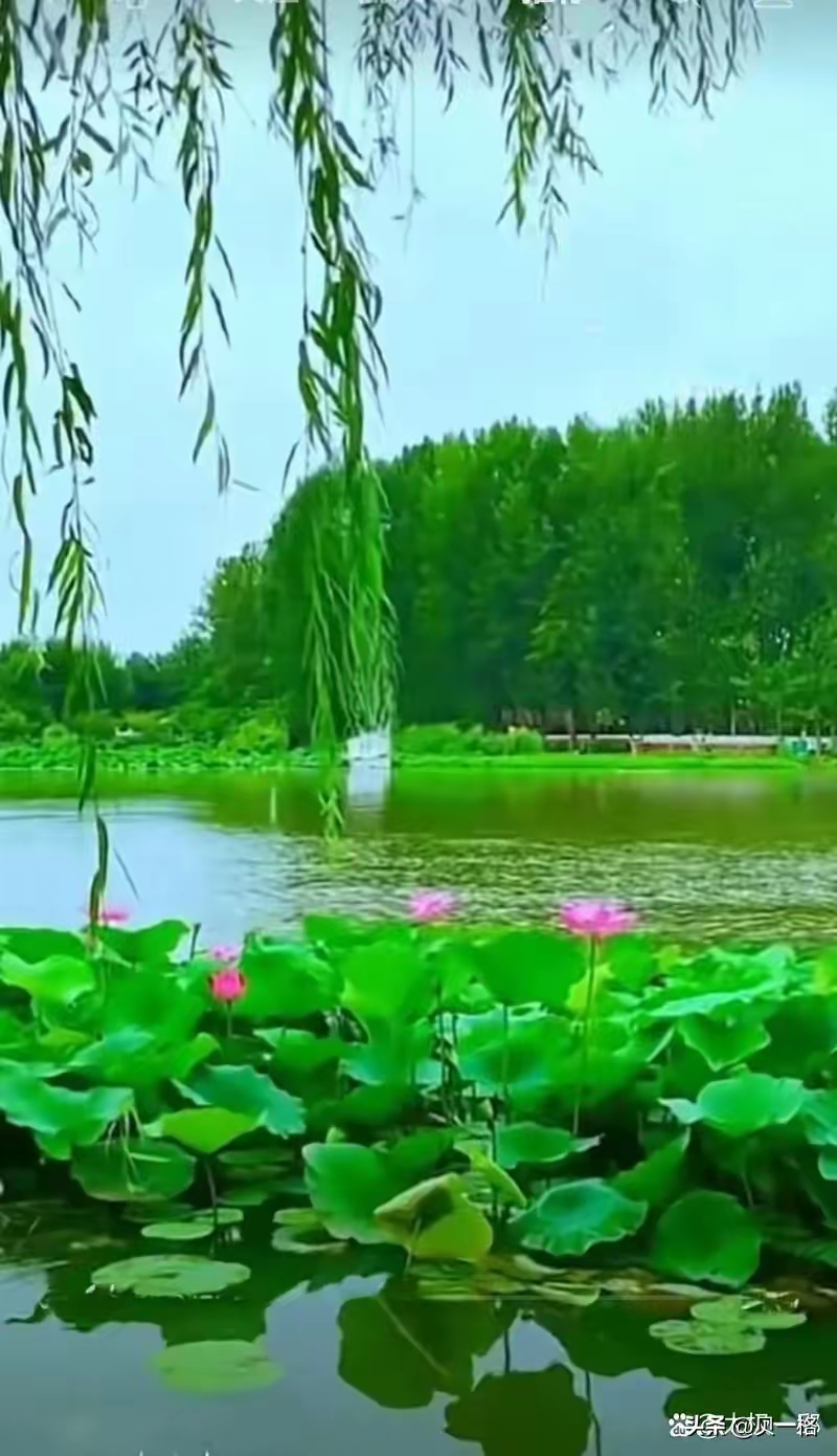 【南中吕·红绣鞋带北中吕红绣鞋】孟夏见闻（文/张华兴）……莲叶之珠文学社