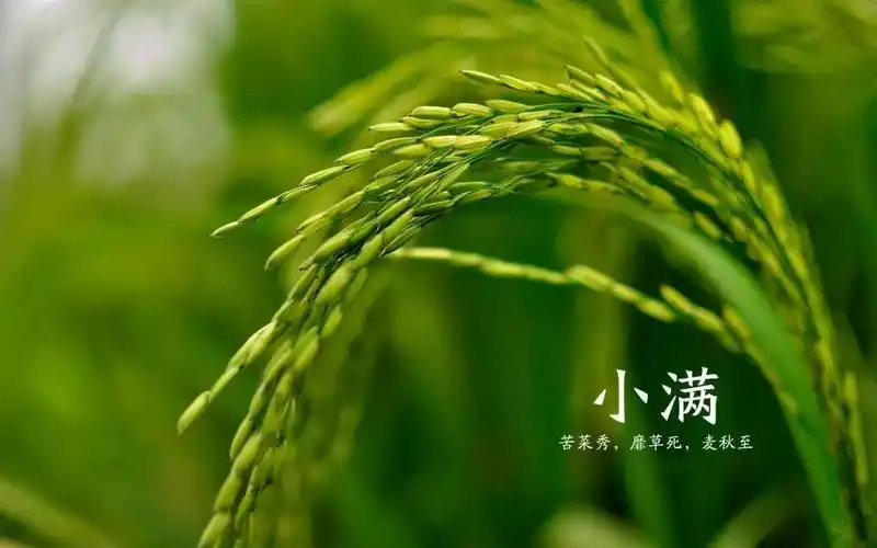 小满～诗◑旗袍（图14）