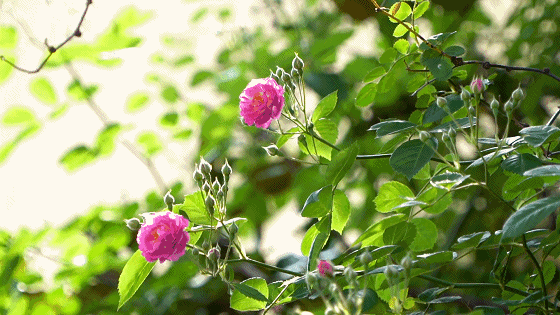 小满‖巴彦诗词楹联协会【958】（图2）