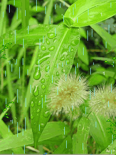 落雨成诗～诗◑白印良（图13）