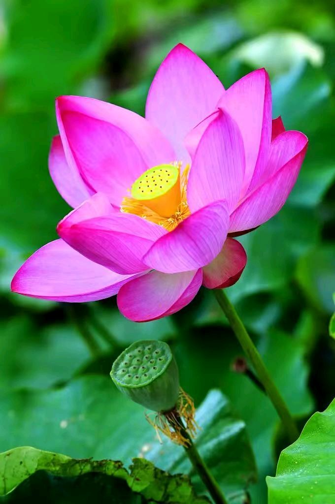 【荣耀中国】五种吉祥植物（五首）作者/戴建中（图4）