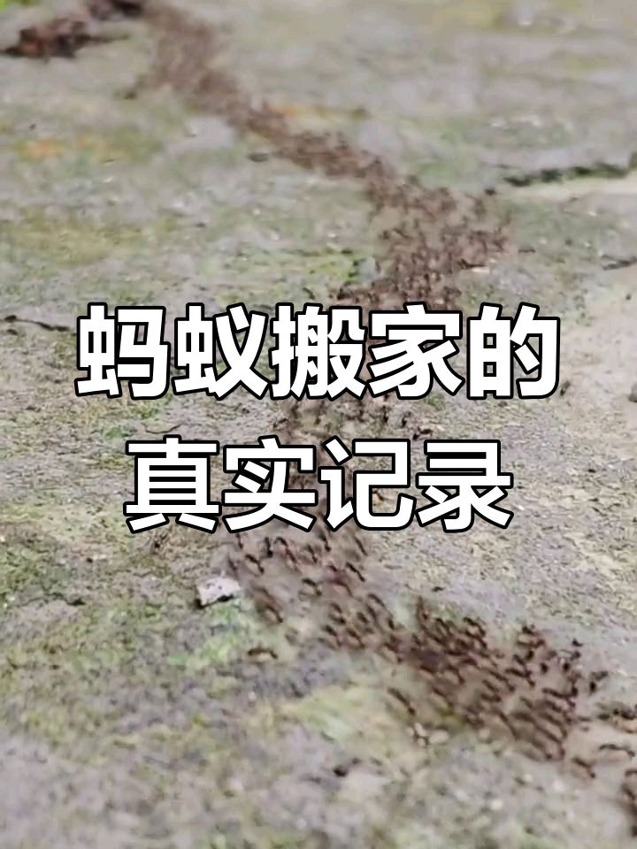 七绝-夏见蚁群随吟～诗◑王政（图11）