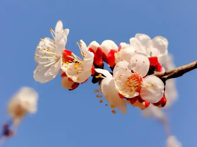夏日风光（2）‖巴彦诗词楹联协会【961】（图4）