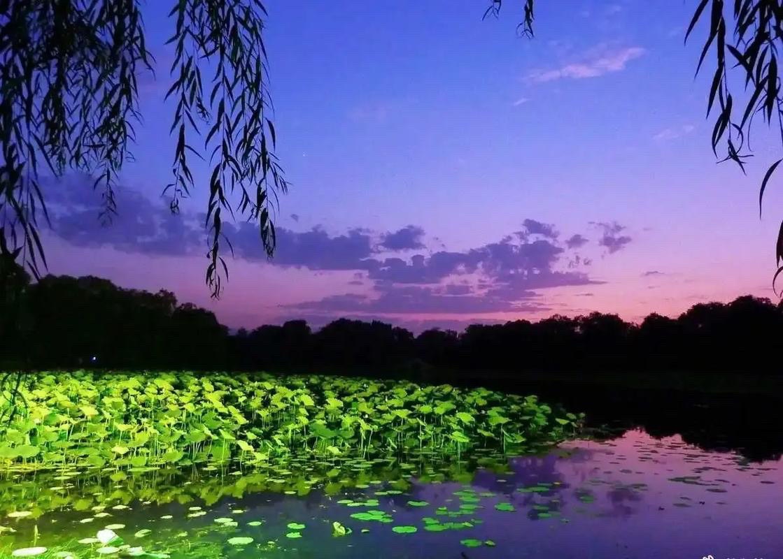 【新诗大观】写在夏夜的诗（五首）||作者/李志亮||朗诵/文嘉（图4）