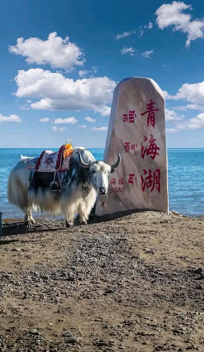 《临屏写诗:主题:青海湖》作者:量子诗歌诗友【文化强国实验室量子诗歌文化传媒】（图4）