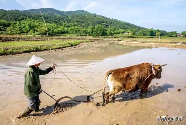 《临江仙“耕种'五首》作者：红蝴蝶 [中国现代诗歌文化传媒推荐]（图6）
