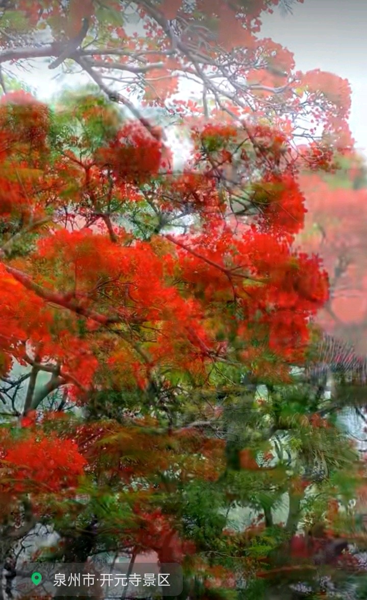 泉州古城凤凰花赋～文◑雅轩琴韵（图19）