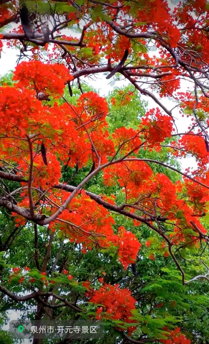 泉州古城凤凰花赋～文◑雅轩琴韵（图15）