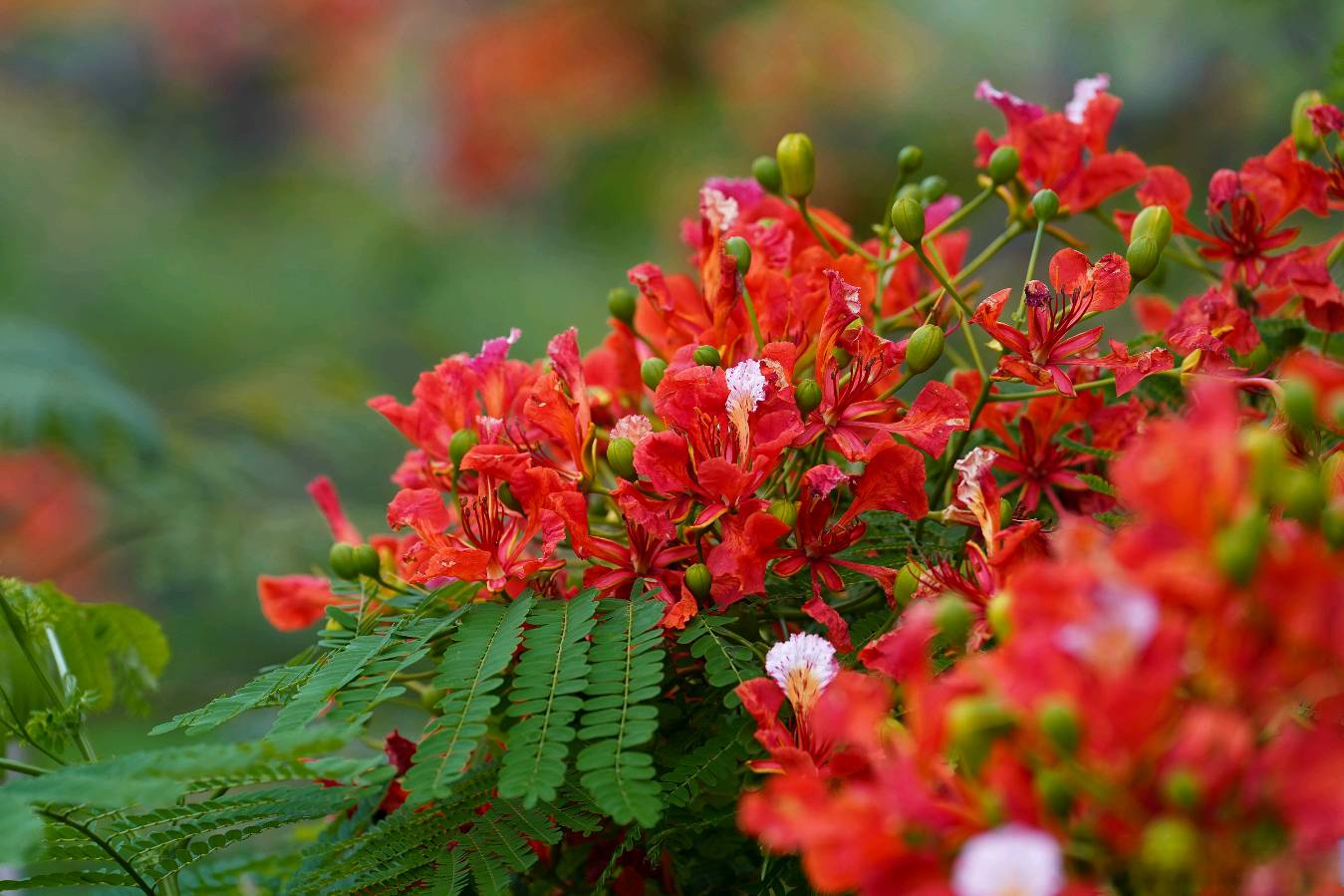 泉州古城凤凰花赋～文◑雅轩琴韵（图14）