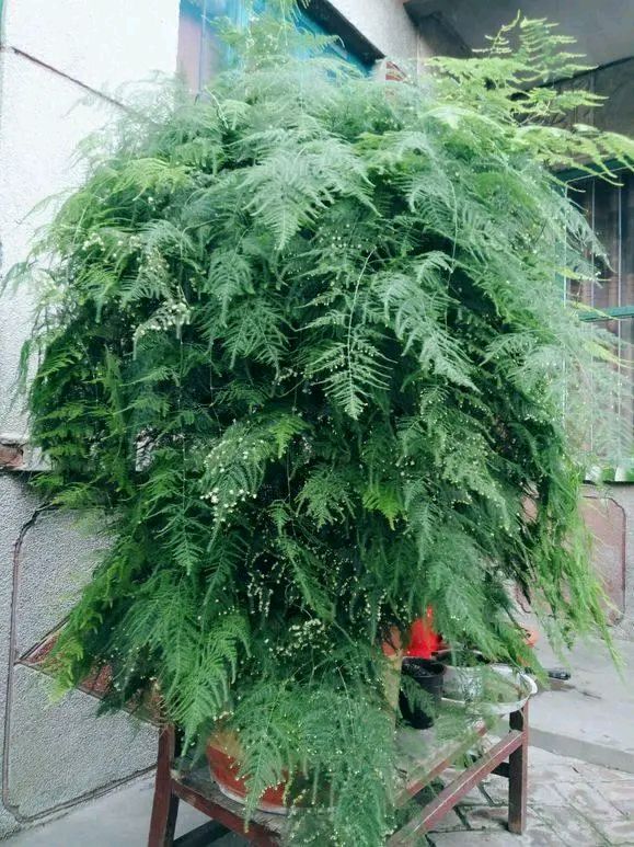 《刘文波著名现代古诗词七律赏析》作者：刘文波 [中国现代诗歌文化传媒推荐]（图6）