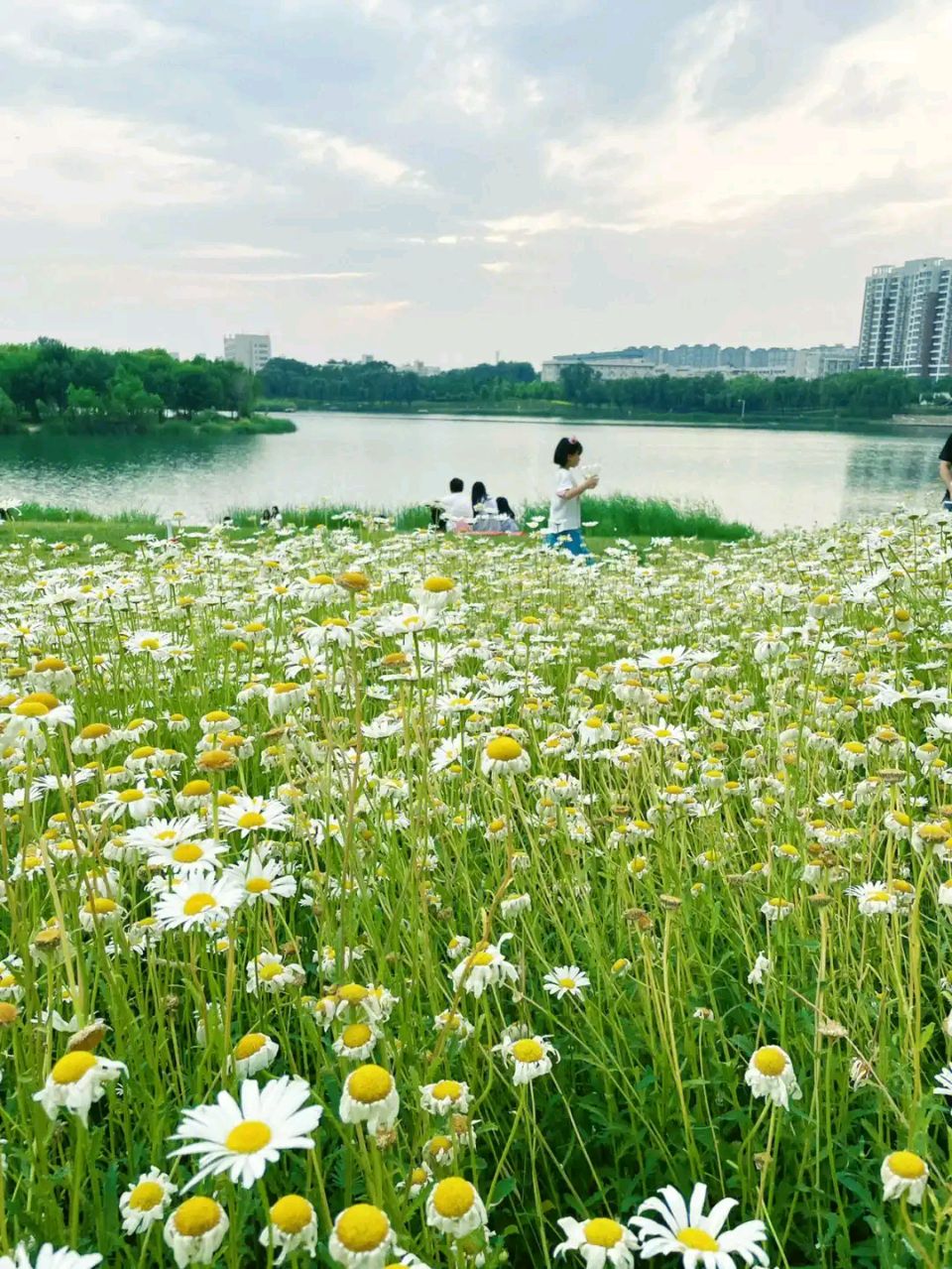 【新山东文学社】《七绝.初夏五咏(外四首)》作者/朱守平 主播/红叶(图6)