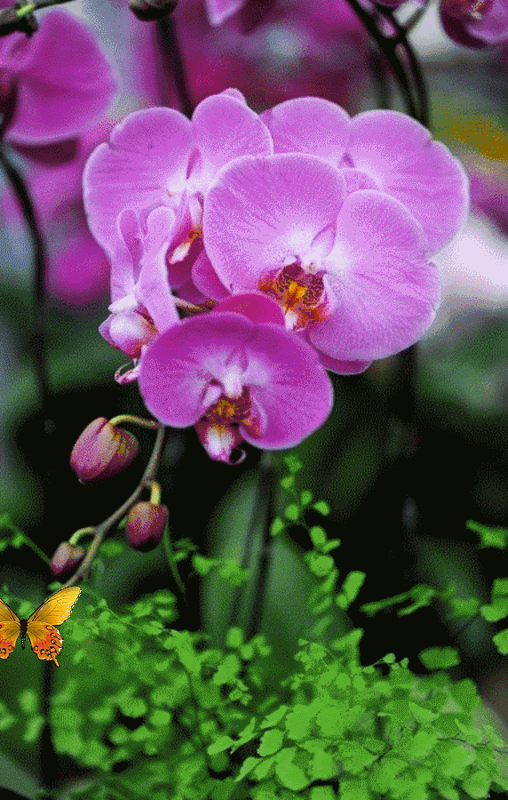 鹧鸪天-落花～词◑刘哲侬（图9）