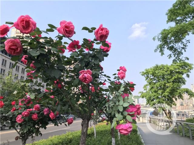 楼前有株月季花 // 房思春