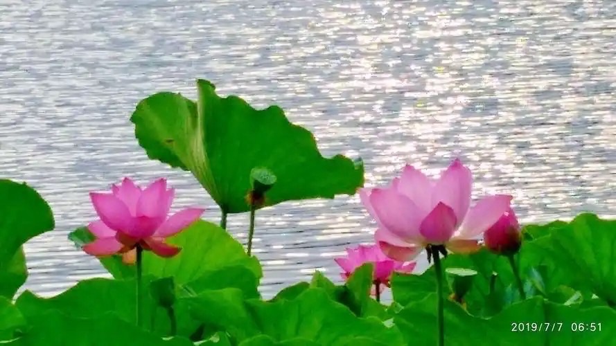 赫安泽诗词“诵咏荷花”十七首｜海外头条（图14）